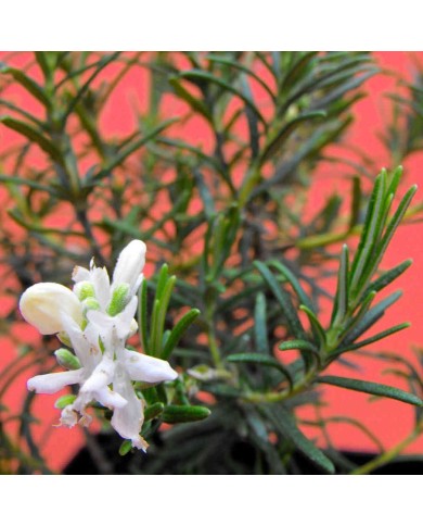 Rosmarino officinale a fiore bianco - Rosmarinus officinalis albus Rosmarino officinale a fiore bianco - Rosmarinus officinalis albus