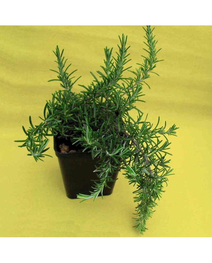 Rosmarino prostrato boule - Rosmarinus prostratus boule