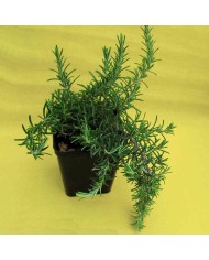 Ruta - Ruta graveolens