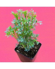 Ruta - Ruta graveolens