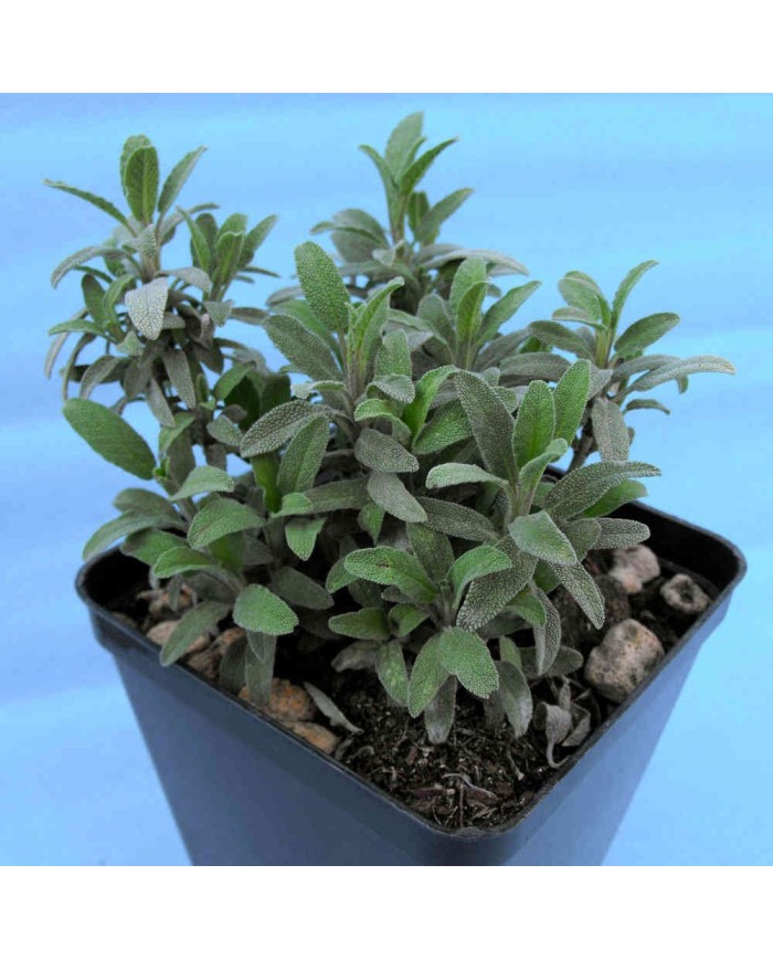 Salvia minima - Salvia off. minima