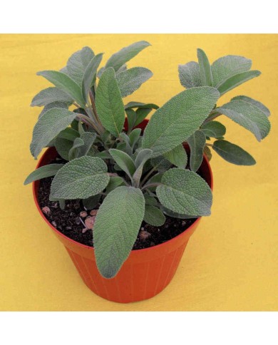 Salvia officinale - Salvia officinalis