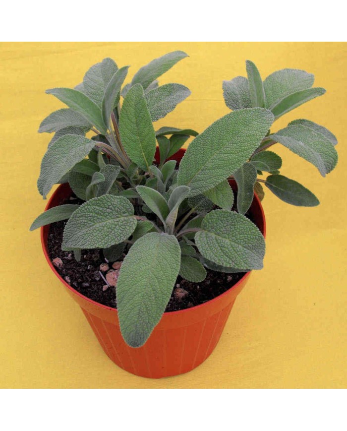 Salvia officinale - Salvia officinalis Salvia officinale - Salvia officinalis