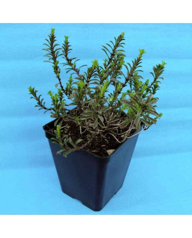 Santoreggia montana - Satureja montana L. Santoreggia montana - Satureja montana L.