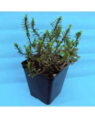 Salvia officinale - Salvia officinalis Salvia officinale - Salvia officinalis