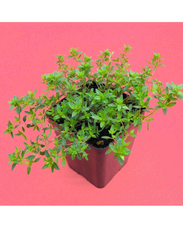 Timo Erba barona - Thymus herba-barona