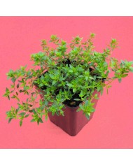 Timo Longicaulis - Thymus longicaulis