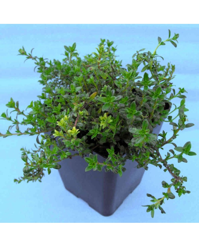 Timo Longicaulis - Thymus longicaulis