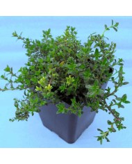 Timo Longicaulis - Thymus longicaulis