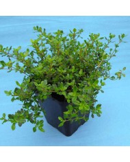 Timo volgare - Thymus vulgaris L.