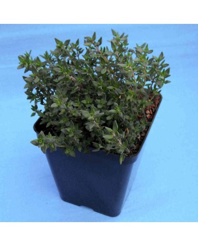 Timo volgare - Thymus vulgaris L. Timo volgare - Thymus vulgaris L.
