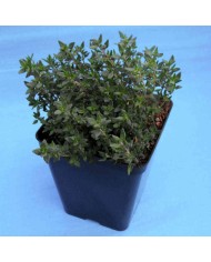 Timo volgare - Thymus vulgaris L.