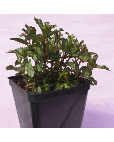 Mentha basilico (Basilico d'inverno)
