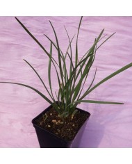 Mentha basilico (Basilico d'inverno)