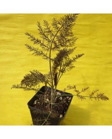 Finocchio rosso - Foeniculum vulgare Rubra