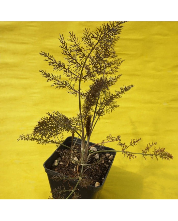 Finocchio rosso - Foeniculum vulgare Rubra