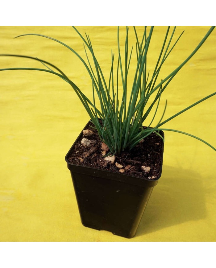 Erba cipollina - Allium schoenoprasum