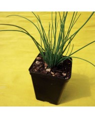 Cedrina - Lippia citriodora