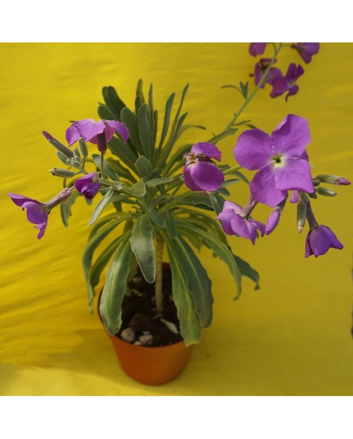 Matthiola incana - Violaciocca