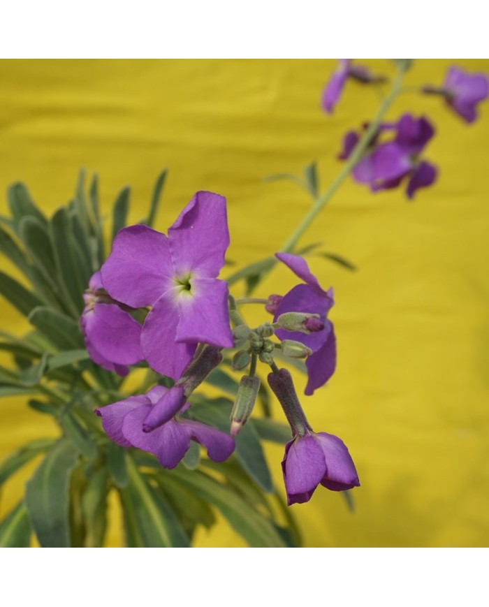 Matthiola incana - Violaciocca