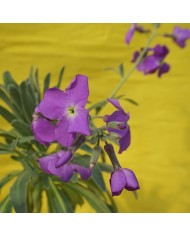 Matthiola incana - Violaciocca