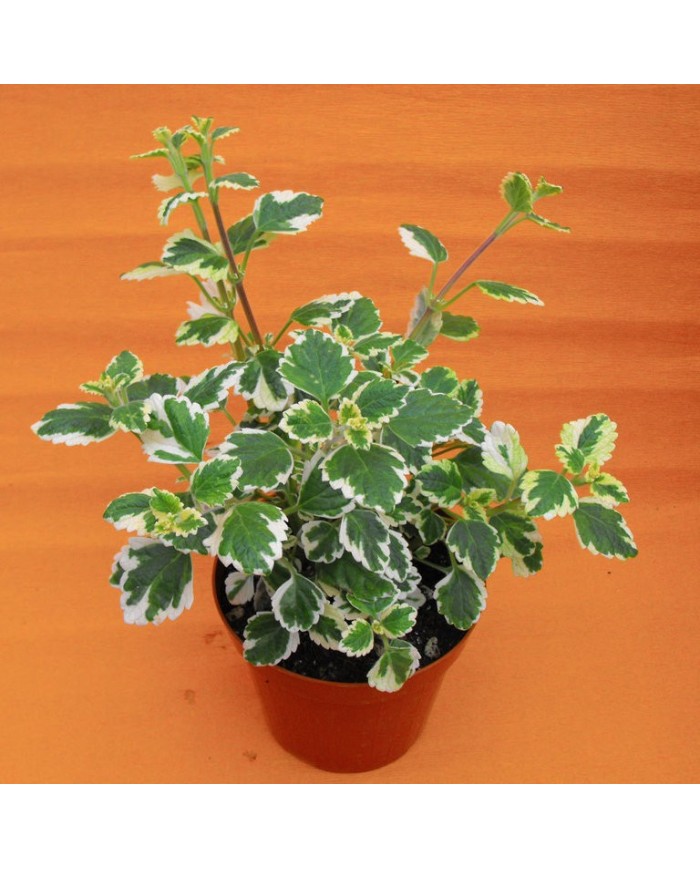Plectranthus