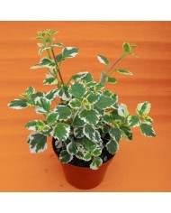 Plectranthus