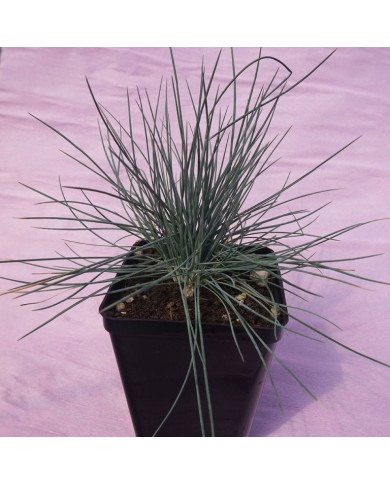 Festuca ovina glauca Festuca ovina glauca