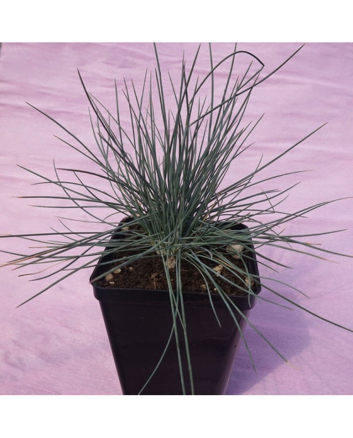 Festuca ovina glauca Festuca ovina glauca