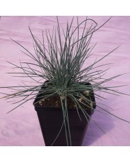 Festuca ovina glauca Festuca ovina glauca