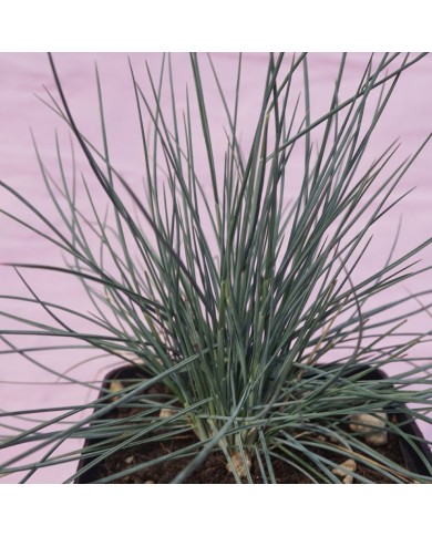 Festuca ovina glauca Festuca ovina glauca