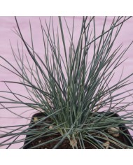 Festuca ovina glauca Festuca ovina glauca