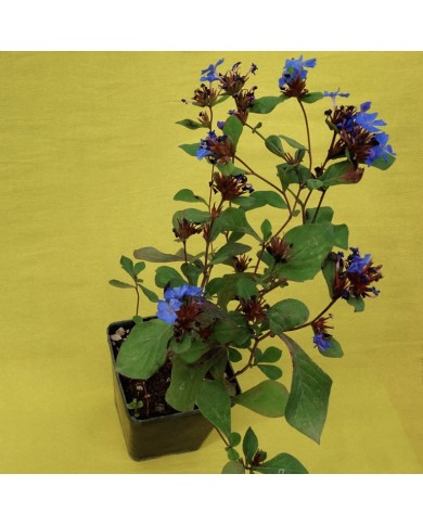Ceratostigma Plumbaginoides