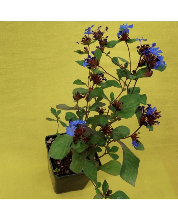 Ceratostigma Plumbaginoides