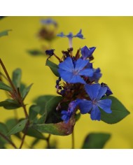 Ceratostigma Plumbaginoides