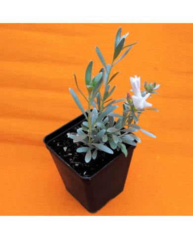 Convolvolo cneurum - Convolvulus cneorum