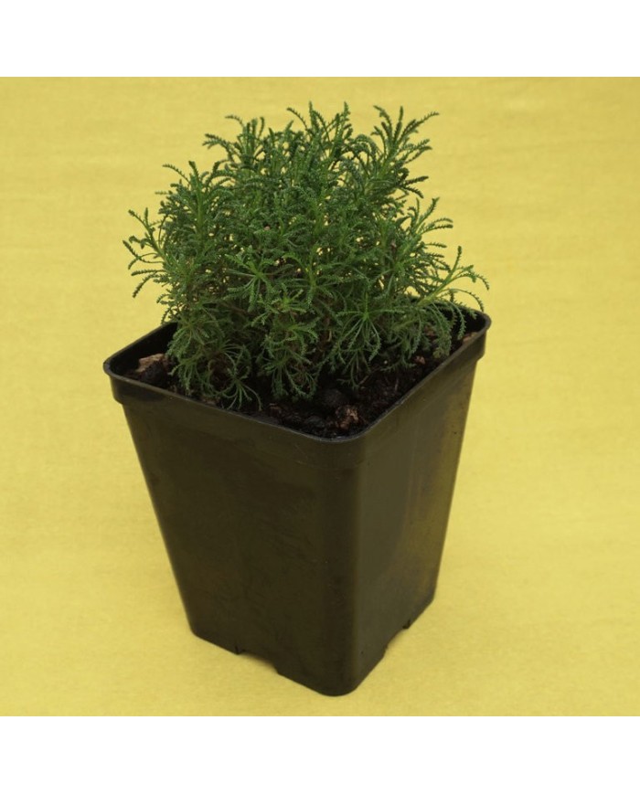 Santolina rosmarinifolia