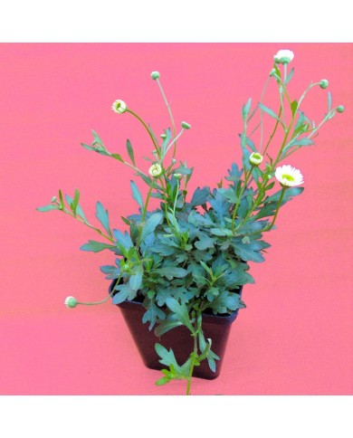 Erigeron karvinskianus