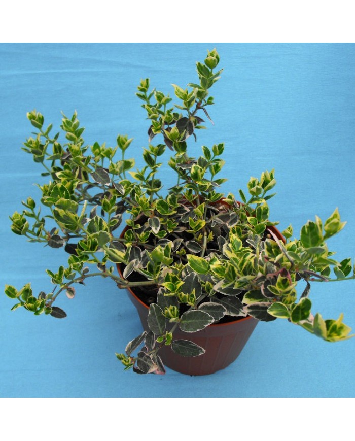 Evonimo - Euonymus japonicum var. microphylla