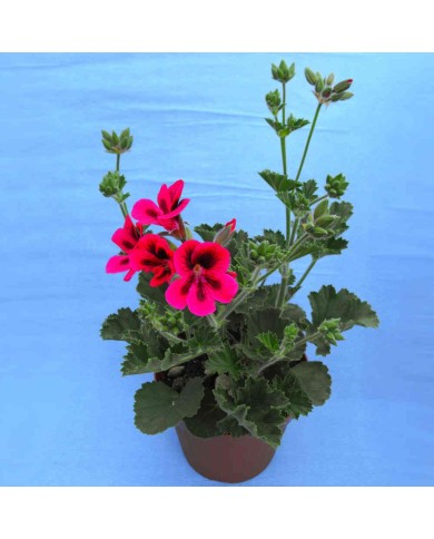 Pelargonium rosso e nero