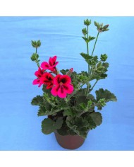 Pelargonium zonale tricolore