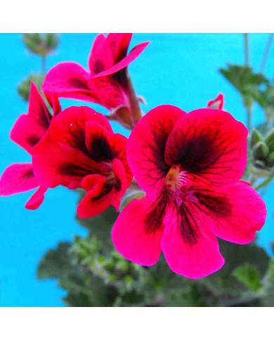 Pelargonium rosso e nero