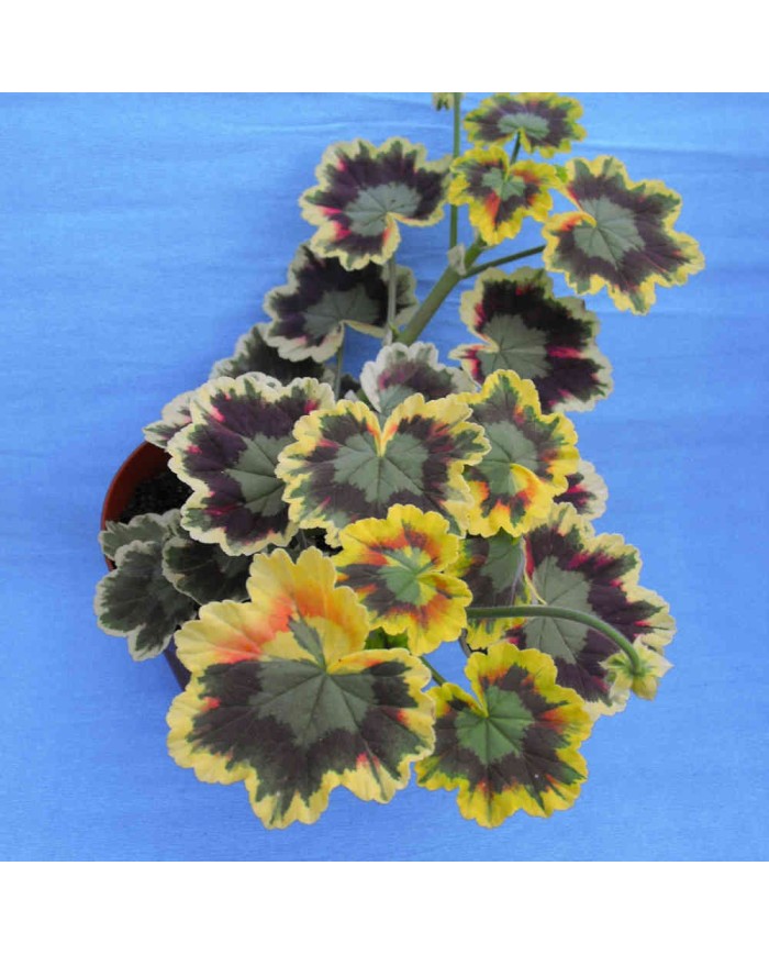 Pelargonium zonale tricolore