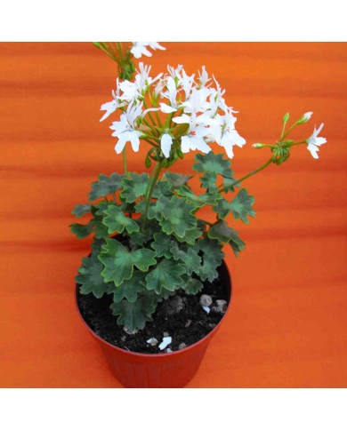 Pelargonium fiore "a stella" bianco
