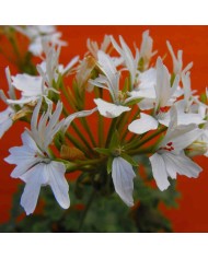 Pelargonium fiore "a stella" bianco Pelargonium fiore "a stella" bianco
