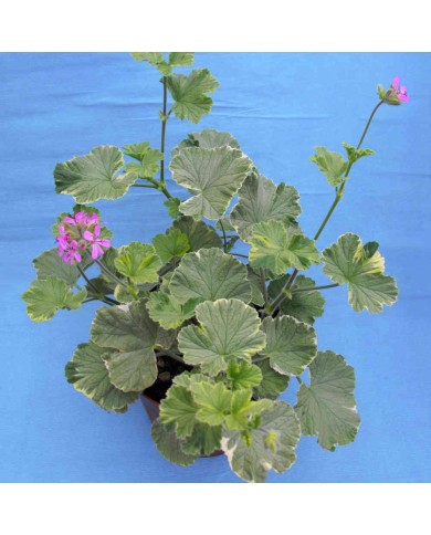 Pelargonium odoroso "Atomic snowflake"