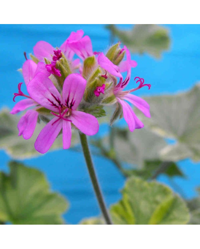 Pelargonium odoroso "Atomic snowflake" Pelargonium odoroso "Atomic snowflake"