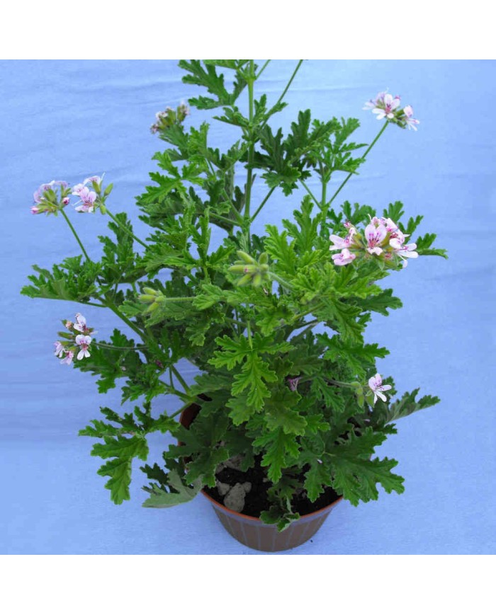 Pelargonium odoroso Graveolens - "citronella"