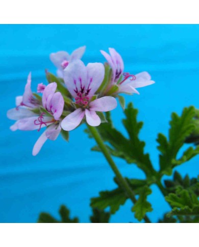 Pelargonium odoroso Graveolens - "citronella" Pelargonium odoroso Graveolens - "citronella"