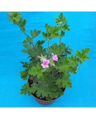 Pelargonium odoroso Graveolens - "citronella"